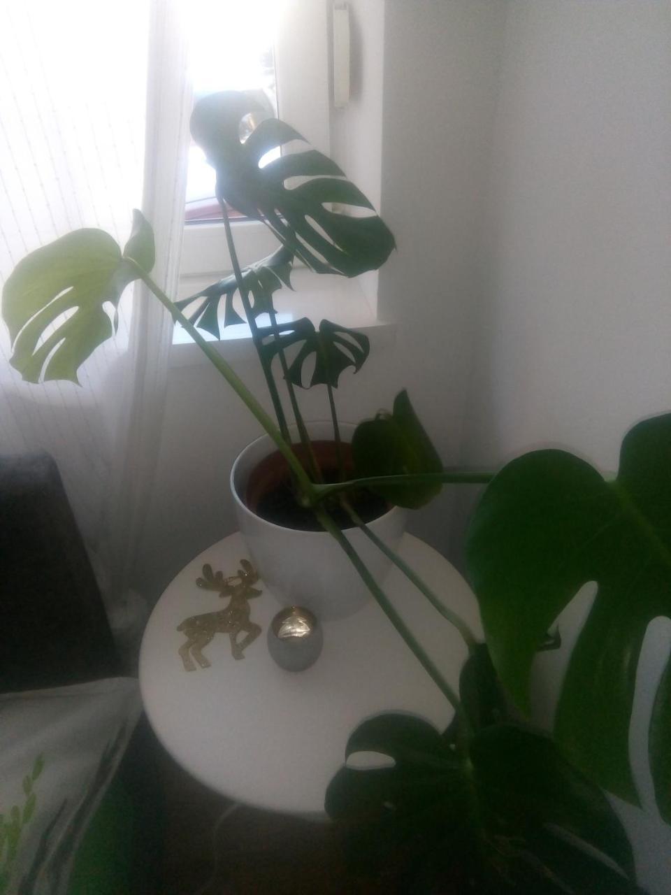 Ivana Center 诺威萨 外观 照片